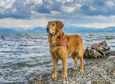 a brown dog standing on top of a rocky beach