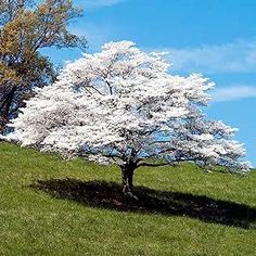 a white tree in the middle of a grassy field