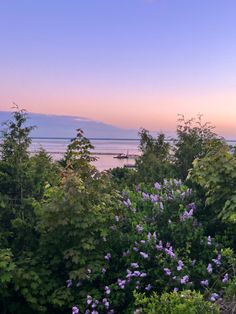 purple flowers are in the foreground, and an ocean is in the background