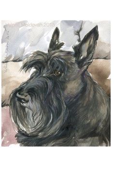 a watercolor painting of a black scottish terrier sitting on top of a couch