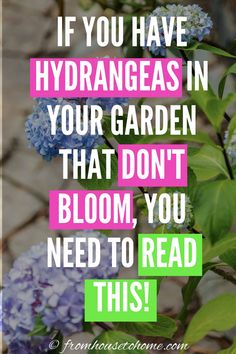 blue and purple flowers with the words if you have hydrants in your garden that don't bloom, you need to read this