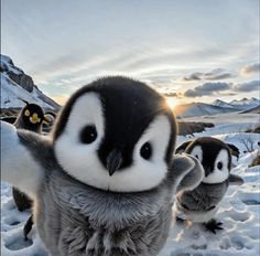 two small penguins standing next to each other on snow covered ground with mountains in the background