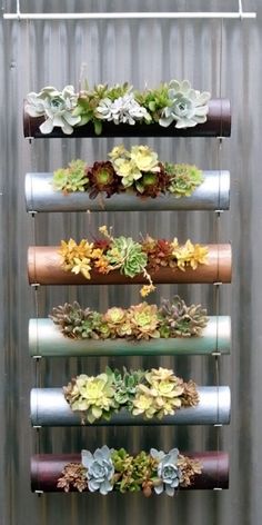 an assortment of succulents are hanging on a metal wall