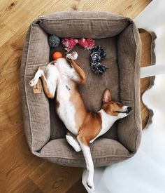 a small dog laying on top of a brown couch