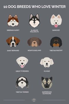 an image of different breeds of dogs that are featured in the poster for their owners