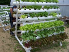 several rows of green plants growing in an outdoor planter system on the side of a building