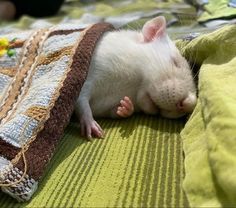 a white rat laying on top of a bed next to a green and yellow blanket