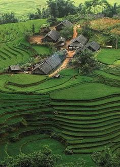 an aerial view of a rice field with houses in the middle and green fields surrounding it