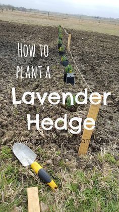 a sign that says how to plant a lavender hedge in the middle of a field