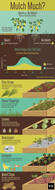 the different types of plants that grow in soil