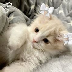 #cat #coquette #bows Cute Kitty Pfp, Cat Dentist, Leen Core, Fatima Core, Shy Face, Cute Kitten Pics, Cat Pretty, Cat Obsession, Coquette Bows