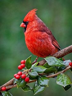 a red bird sitting on top of a tree branch with leaves and berries around it