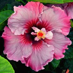 two pink flowers with green leaves around them