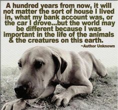 a dog laying on the ground next to a quote from author unknown about animals and their lives