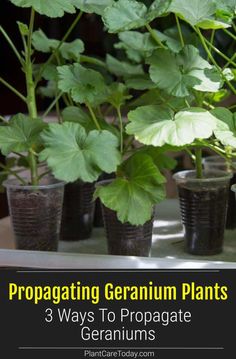 some plants are growing in small pots on a table with the title propagating geranium plants 3 ways to propagate geraniums