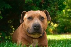 a large brown dog laying in the grass