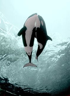 two black and white orca whales swimming in the ocean with their tails curled up