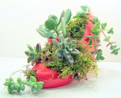 some plants are growing out of a red shoe