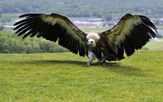 a large bird standing on top of a lush green field next to a remote control plane