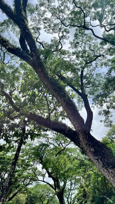 a large tree with lots of green leaves