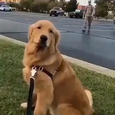 a large brown dog sitting on top of a grass covered field next to a street