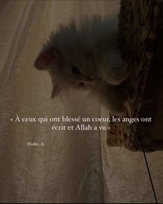 a white cat is peeking out from behind a piece of furniture with a quote on it