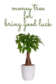 Money Tree Feng Shui Bring Good Luck, Ceramic Planter Pots, Money Tree, Garden Gift, Money Trees, Bonsai Pots