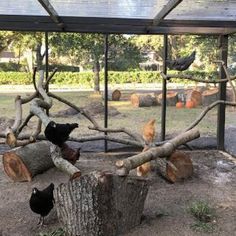 several birds sitting on logs in an enclosure