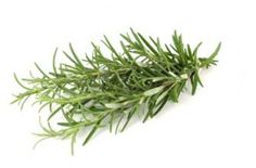 fresh rosemary sprig on white background