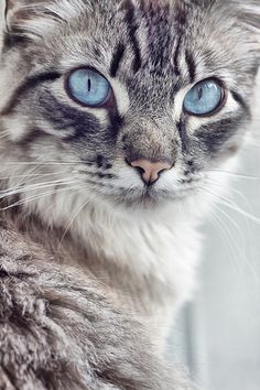 a close up of a cat with blue eyes