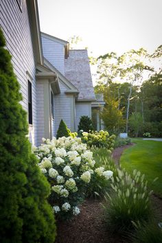 white flowers in front of a house with trees and bushes on the side of it