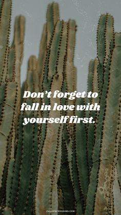 a cactus with the words don't forget to fall in love with yourself first