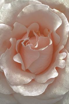 a close up view of a pink rose