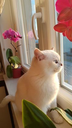 a white cat sitting on top of a window sill