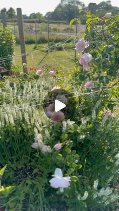 the garden is full of pink flowers and greenery, with a fence in the background