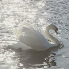 a white swan is swimming in the water