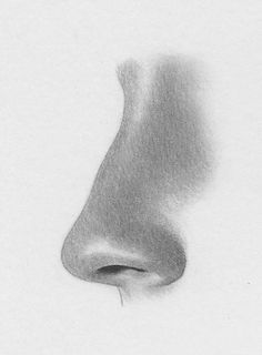 a pencil drawing of a nose