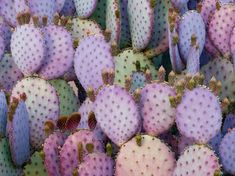 many different kinds of cactus plants together