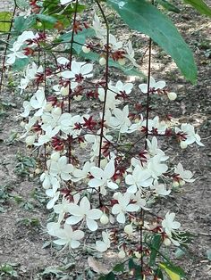 some white flowers and green leaves on the ground in front of a tree with red tips