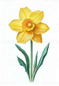 Yellow daffodil flower drawing isolated on white background. Watercolor, hand drawn style, ai generation Daffodil Botanical Illustration, Daffodil Flower Drawing, Limestone Texture, Flower References, Daffodil Bouquet, Yellow Flower Art, Colored Drawings