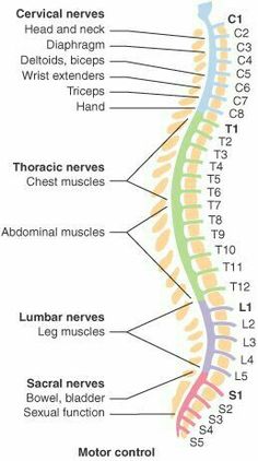 Spine Chart, Spine Vertebrae, Manual Driving, Nerve Problems, Neck Problems