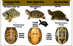 turtle identification chart showing the different types of turtles and their shell colors, including red - eared slider