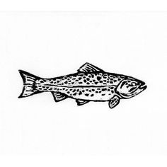 a drawing of a fish with spots on it's body and head, in black and white