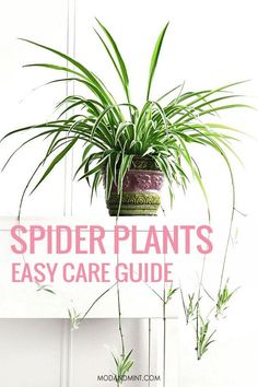 spider plants are easy to care for