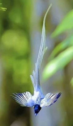 a blue and white bird flying through the air