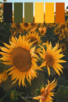 sunflowers in a field with color bars