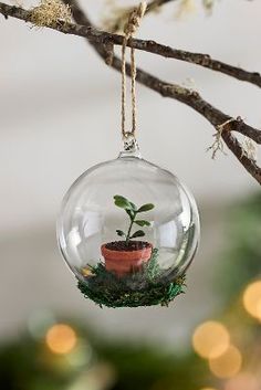 a glass ornament hanging from a tree branch with a plant in the center