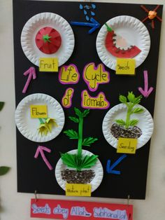 a paper plate plant life cycle on a black board