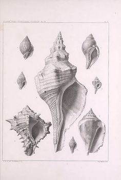 an illustration of seashells and other sea creatures