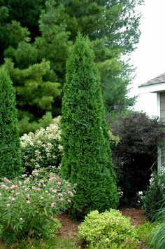 some very pretty trees and bushes by a house